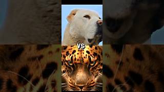 TURKISH KANGAL VS ALABAI LEOPARDWOLF WHOS GONNA WIN [upl. by Senalda]