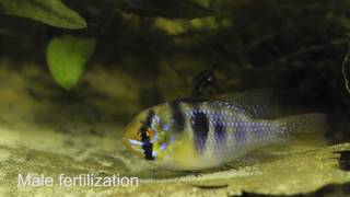 Microgeophagus ramirezi breeding [upl. by Bucky45]