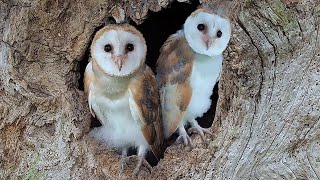 Adorable Barn Owl Pair Bring Up Their Chicks  Full Story  Gylfie amp Finn  Robert E Fuller [upl. by Enyamrahc]