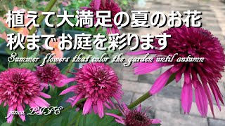 【おすすめの夏の花】猛暑でも咲いてくれる頼もしい夏のお花 [upl. by Sremlahc]