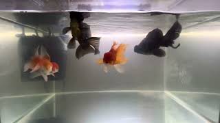 MY BLACK MOOR AND GOLD FISH fishtank goldfish blackmoor dubaivlog dubai [upl. by Casta]