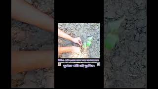 আজকে কি কি রোপন করলাম 🌱tree plant [upl. by Sherr]