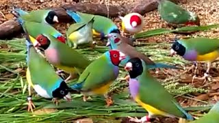 Gorgeous Gouldian Finches  my 2016 breeding stock [upl. by Portingale]