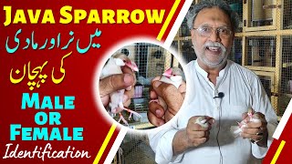 BIRDS PAIRING  MALE OR FEMALE IDENTIFICATION IN JAVA SPARROW  BIRDS VLOG  FAWN JAVA SETUP [upl. by Newol]