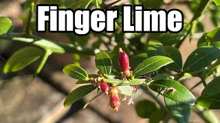 Fruit Set On My Finger Lime Tree [upl. by Anitserp]