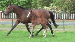 2017 Hengstfohlen von Hickstead White  Don Cavallo [upl. by Anyr566]