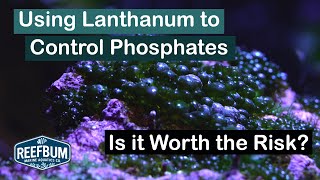 Using Lanthanum to Control Phosphates  Is it Worth the Risk Rappin With ReefBum Sound Bite [upl. by Eiralc]