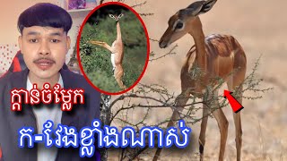 សត្វក្ដាន់ដែលមានករវែងបំផុតក្នុងលោក l Mrveasna [upl. by Fanni525]