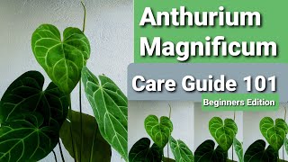 Anthurium Magnificum Care Guide 101 for Beginners [upl. by Aicemed]