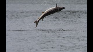 Giant Jumping Sturgeon [upl. by Huston]