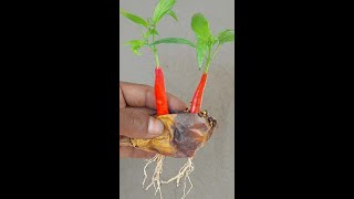 Unique Skill to grow chilli plantsreelsvideo gardening gardeningideas gardeningisfun [upl. by Eillac]