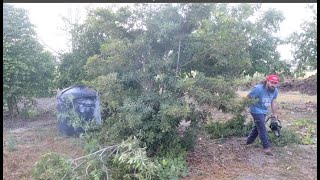 Pruning Sapodilla Tree Manilkara zapota  Making it Higher [upl. by Friedrick]