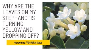 Why are the leaves on my Stephanotis turning yellow and dropping off [upl. by Sikko489]