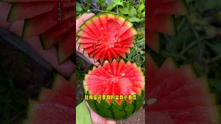 Episode 33  You can grow a small watermelon in a flower pot It has a thin skin and a sandy flesh [upl. by Anaujat]