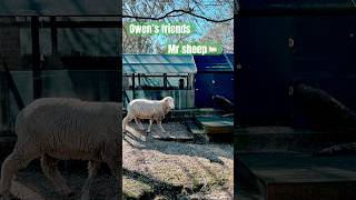 Meet Mr Sheep The Cutest Farm Buddy [upl. by Nygem]