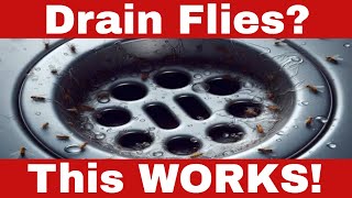 How to Eliminate Drain Flies Quickly and Effectively in Just 5 Steps [upl. by Tobin]