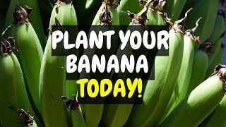 Bananas amp Plantains How to grow Healthy Plantain and Banana Easy  StepbyStep Guide [upl. by Helsell]