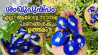 ശംഖുപുഷ്പത്തിന്റെ അത്ഭുത ഗുണങ്ങൾ Butterfly Pea Flower Benefits of shankupushpam Clitoria ternatea [upl. by Coulter]