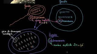 Différenciation du zygote en cellules somatiques et germinales [upl. by Aneryc403]