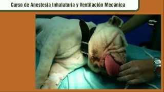 Curso de anestesia inhalatoria veterinaria [upl. by Cherlyn]