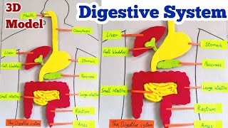 Digestive system 3D model for school projects  human organs system 3D [upl. by Lippold]