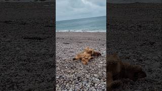 English Cocker Spaniel Robby 🐶 🧡 enjoys beaches in Normandy 🇫🇷 [upl. by Michiko]