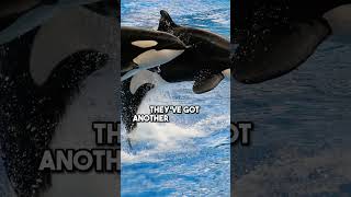 Mysterious Emotional Intelligence of Whales and Orcas  Joe Rogan [upl. by Yrol718]