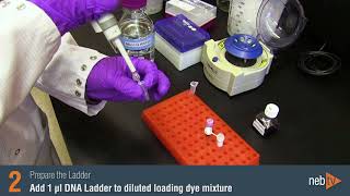 How to Prepare and Load a Standard DNA Ladder [upl. by Adniled760]