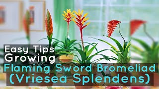 Growing Flaming Sword Bromeliad Vriesea Splendens Easy Tips [upl. by Adaha]