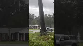 Watch the biggest 🌳 tree ever heavy storm and wind [upl. by Rednasxela207]