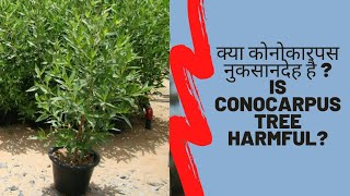 Is Conocarpus tree harmful Myths and facts about Conocarpus  क्या कोनोकारपस नुकसानदेह है [upl. by Allyn]