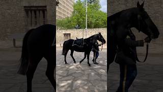 Remember the Alamo The Riderless Horse is a Symbol of the Fallen Heroes texas shorts travel [upl. by Nnaeitak435]