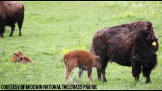 Bison Herd at Midewin [upl. by Leola706]