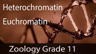 Interphase Of Chromatin  Heterochromatin amp Euchromatin  DNA Double Helix  Metaphase Chromosomes [upl. by Brose]