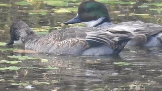 ヨシガモ Mareca falcata 雄  公園のカモ [upl. by Lorna579]