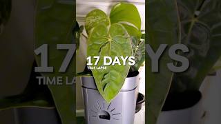 Anthurium Papillilaminum and Monstera Albo Timelapse [upl. by Suhsoj]