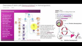 Overview of stem cellHemocytoblast in Haematopoisis [upl. by Yager]