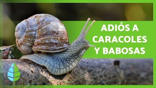 Cómo ELIMINAR CARACOLES y BABOSAS del Jardín o Huerto 🐌🌳 6 Métodos Caseros y Ecológicos [upl. by Aelsel]