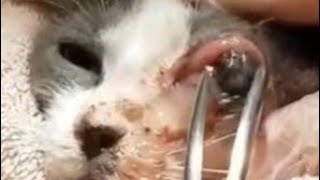 Cleaning Larvae from Cats Noses botflyremoval LarvaeRemoval WormRemoval [upl. by Sordnaxela56]