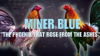 MINER BLUE GAMEFOWL BLOODLINE Fighting Style and History [upl. by Nick15]