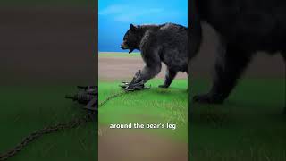 How Bear traps work 🤔 triggers viralvideo facts animals [upl. by Nahs299]