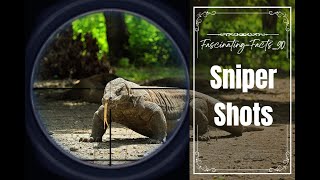 Sniper kills Komodo Dragon  Sniper shoot viralvideo nationalgeographic youtubevideo [upl. by Petronille]