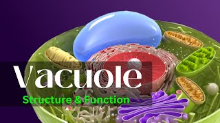 Vacuole  Vacuoe structure and function  Vacuole class 11 [upl. by Anileuqcaj408]