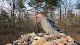 RedBellied Woodpecker call [upl. by Derek]