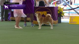 Shiba Inu  Breed Judging 2023 [upl. by Aikel805]