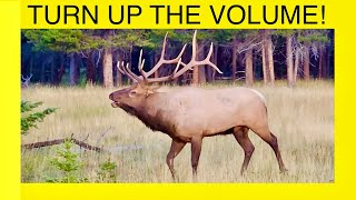 5 Minutes of BULL ELK BUGLING … Turn Up The VOLUME [upl. by Milah]