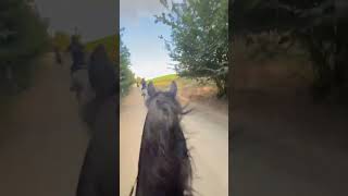 🐎POV Horse riding with Arabian horse horse pov equestrian [upl. by Mandell]