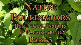 Native Pollinators a Beneficial Insects amp Farmscaping Part 5 [upl. by Najram]