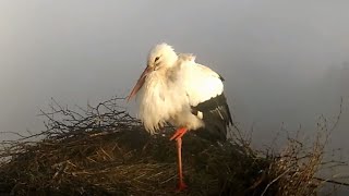 Störche im Nebel  Storchennest Kirchzarten 6 Februar 2023 [upl. by Novikoff]