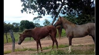 QUANDO UM CAVALO GARANHÃO REJEITA A EGUA ENTA EM 5 FATOS CURIOSOS [upl. by Milena]